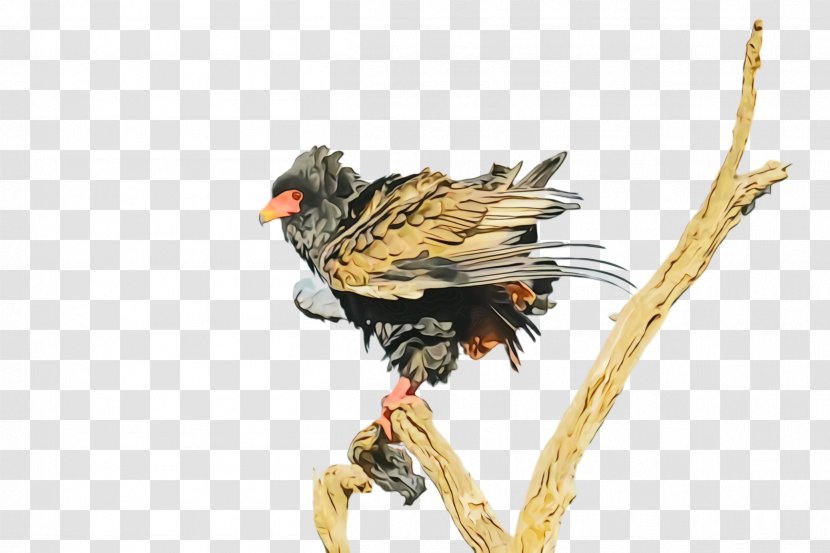 Bird Beak Falconiformes Cuckoo Wing - Watercolor Transparent PNG