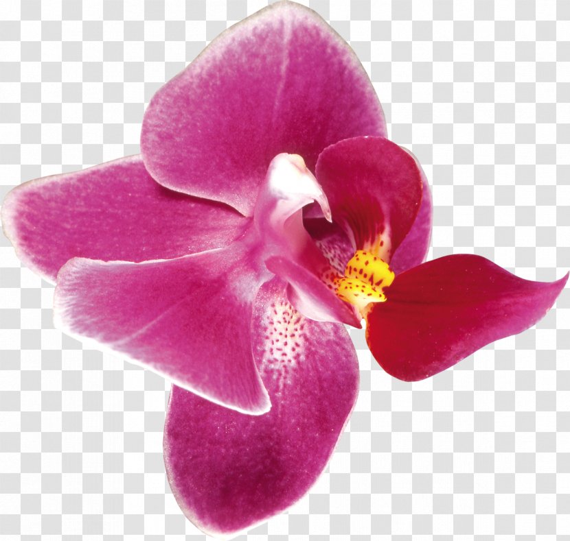 Orchids FIBERAM Clip Art - Petal - Orchid Transparent PNG
