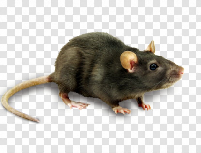 Computer Mouse Rodent Transparent PNG