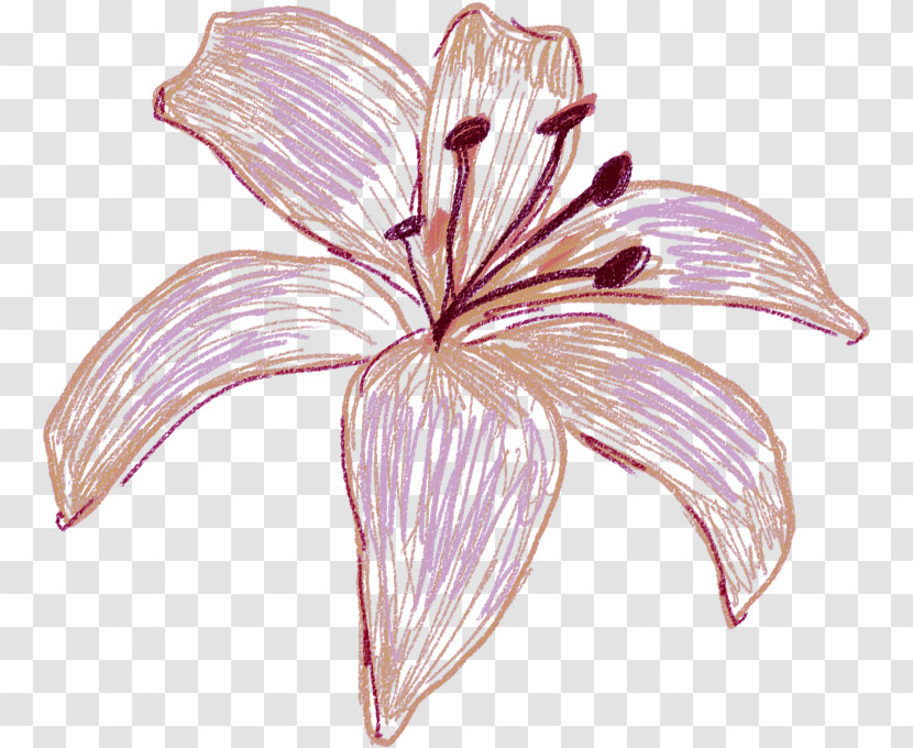 Flower Petal Plant Lily Pink Transparent PNG