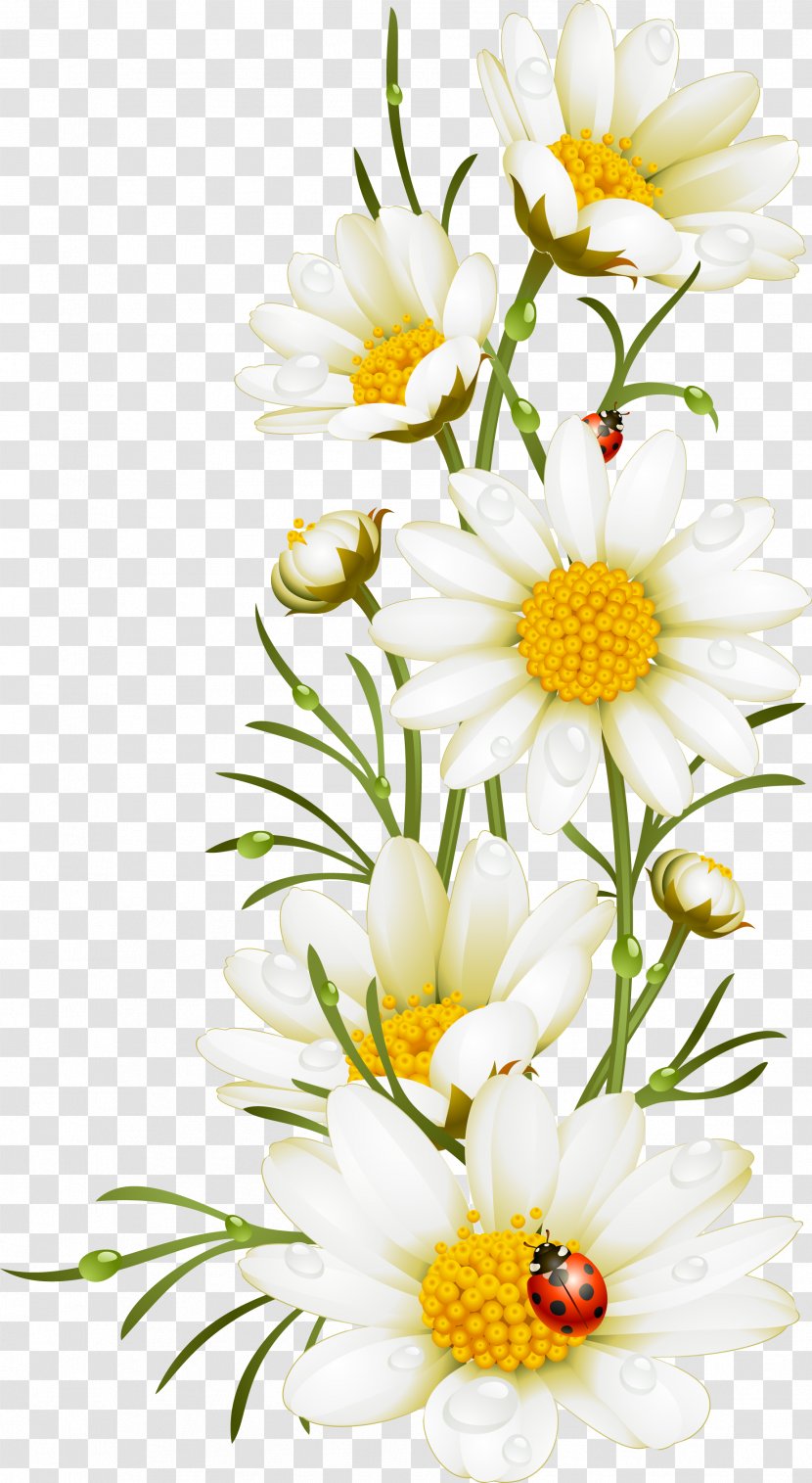 Poppy Flower Chamomile Illustration - Plant - Hand Painted White Flowers Transparent PNG