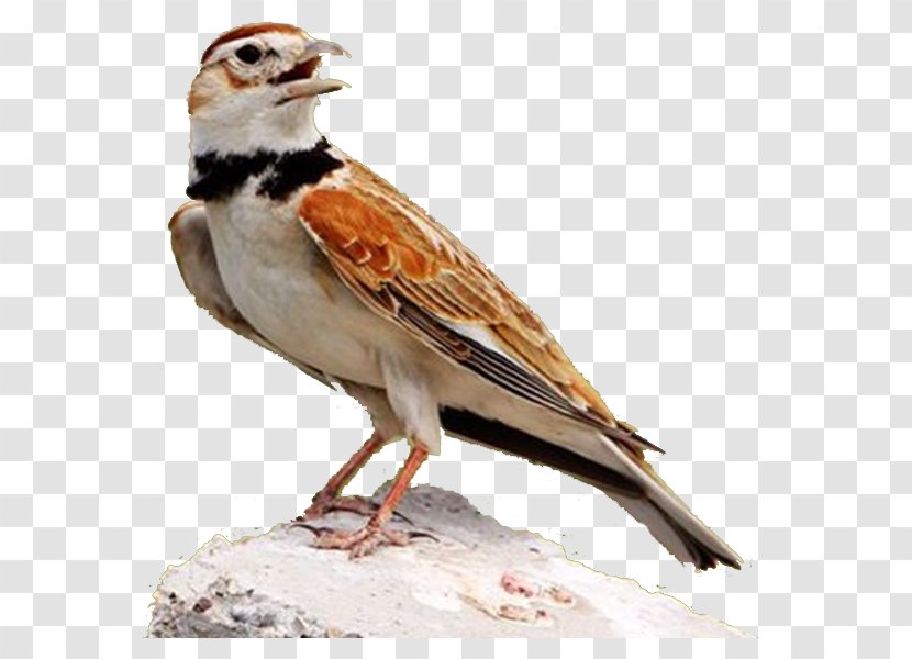 House Sparrow Lark Cute Birds Finch - Perching Bird - Side Transparent PNG