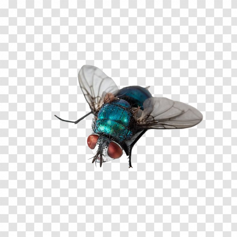 Insect Fly Computer File - Membrane Winged - Insects Transparent PNG