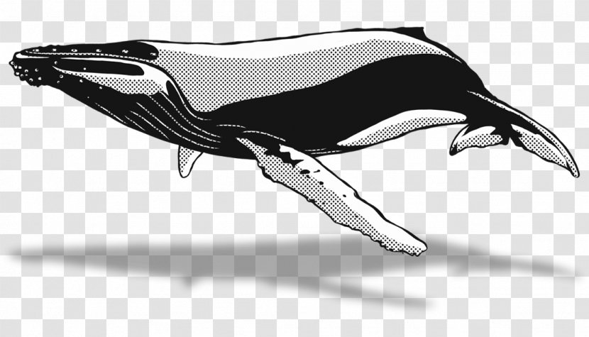 Dolphin Killer Whale Automotive Design Sketch - Bird Transparent PNG