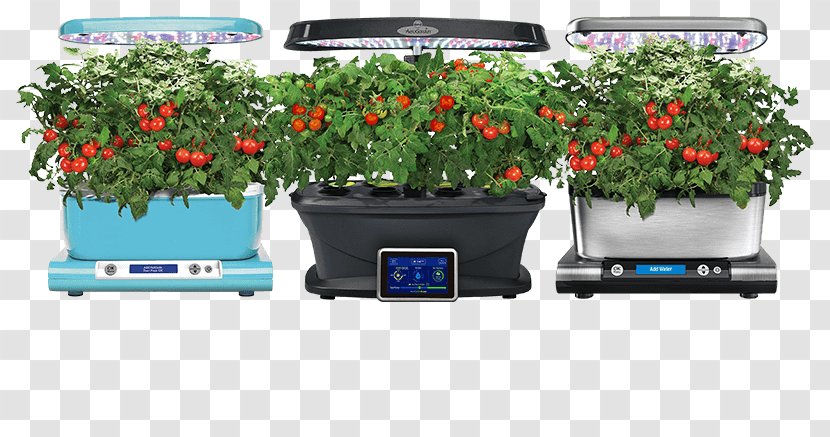 Growing Tomatoes Gardening Hydroponics - Plant - Herb Garden Transparent PNG