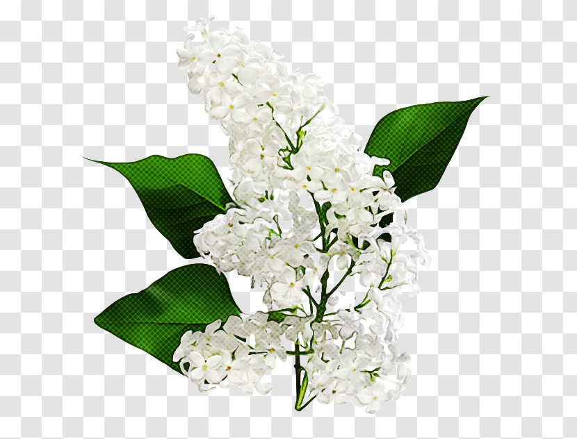 Flower White Lily Of The Valley Plant Cut Flowers Transparent PNG