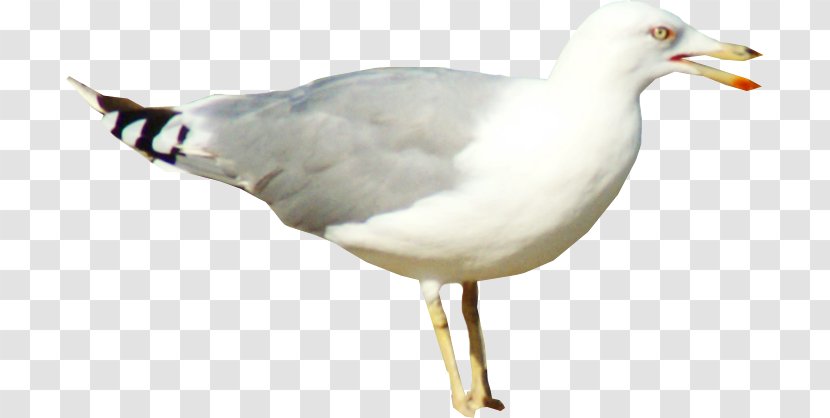 European Herring Gull Pigeons And Doves Bird Gulls - Fauna Transparent PNG