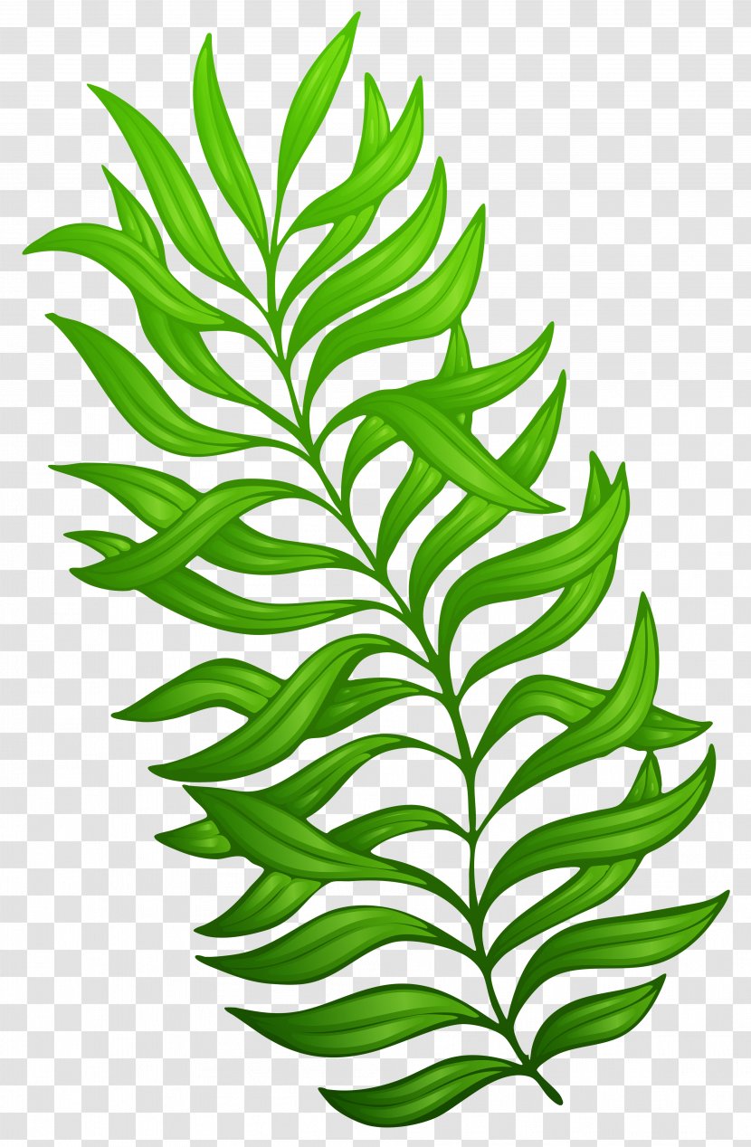 Plant Flower Clip Art - Herbalism - Plants Transparent PNG