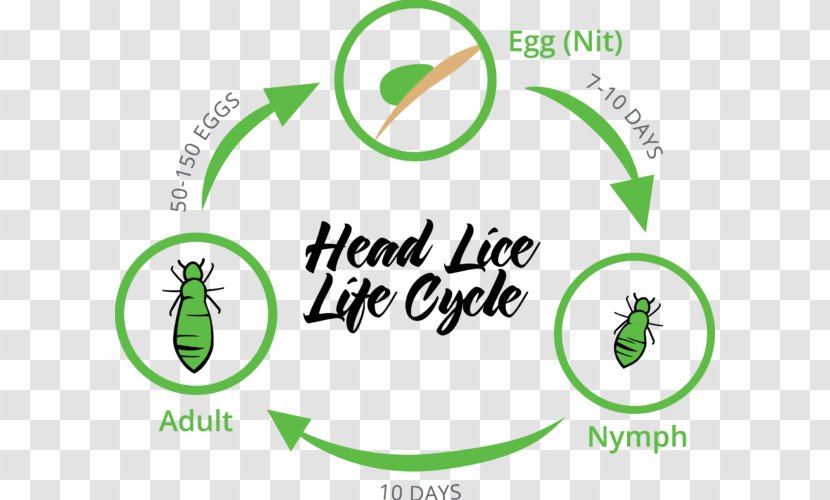 Head Louse Liendre Lice Infestation Insect - Green Transparent PNG