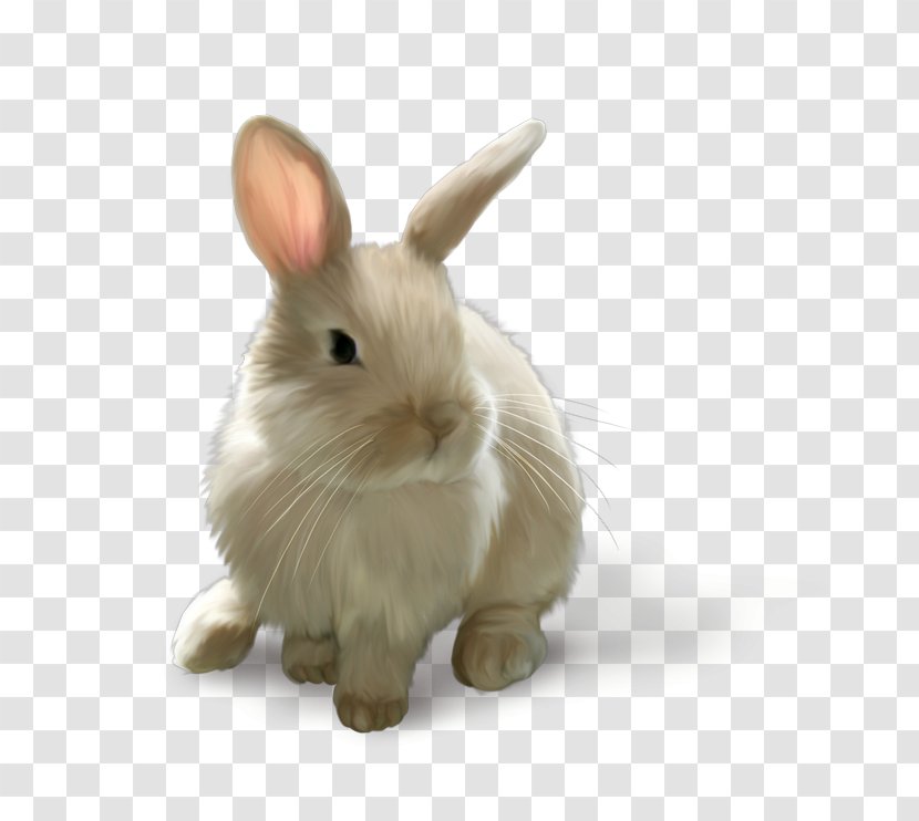 Computer Graphics Clip Art - Domestic Rabbit Transparent PNG