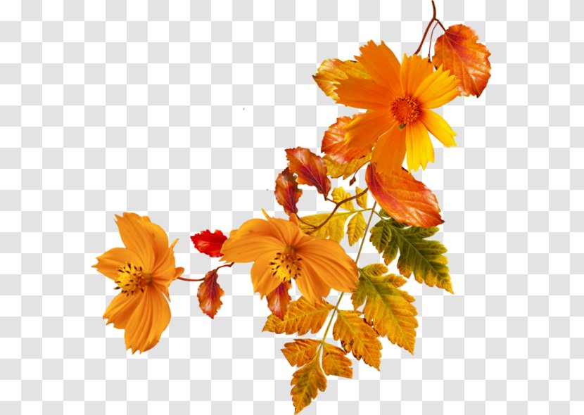 Flower Autumn Clip Art - Photography - Orange Flowers Transparent PNG