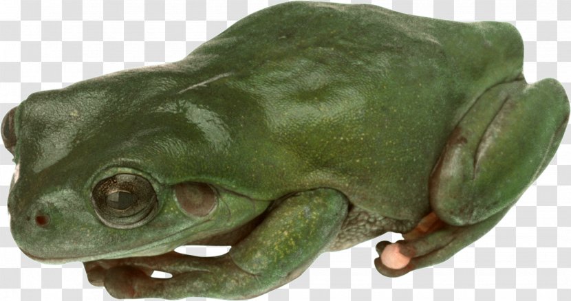 American Bullfrog True Frog Toad Tree - Animal Transparent PNG