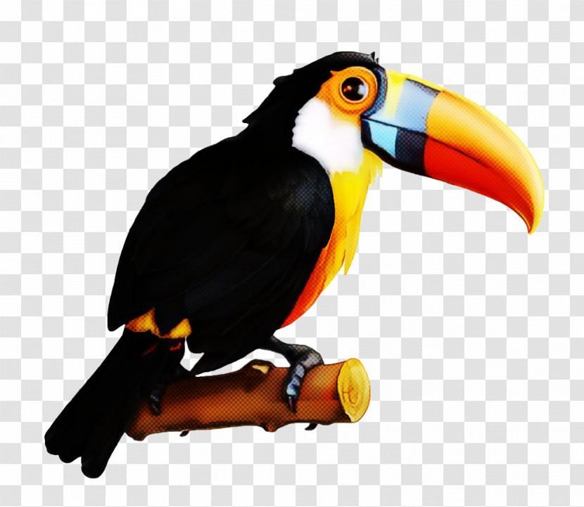 Bird Toucan Beak Piciformes Hornbill Transparent PNG