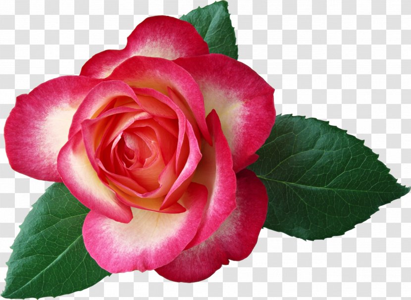 Rose Flower Red Leaf Clip Art - Magenta - Large Clipart Picture Transparent PNG