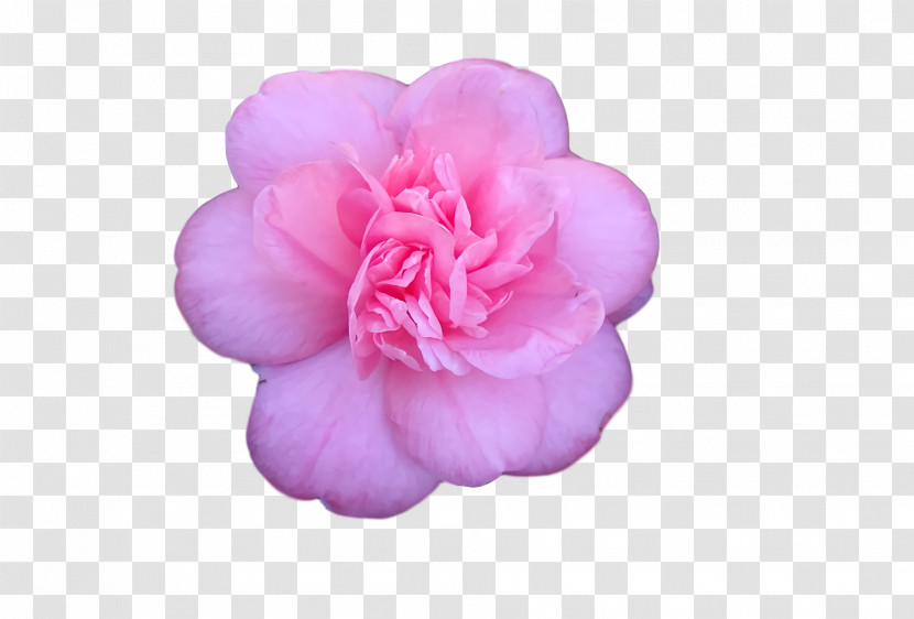 Peony Transparent PNG