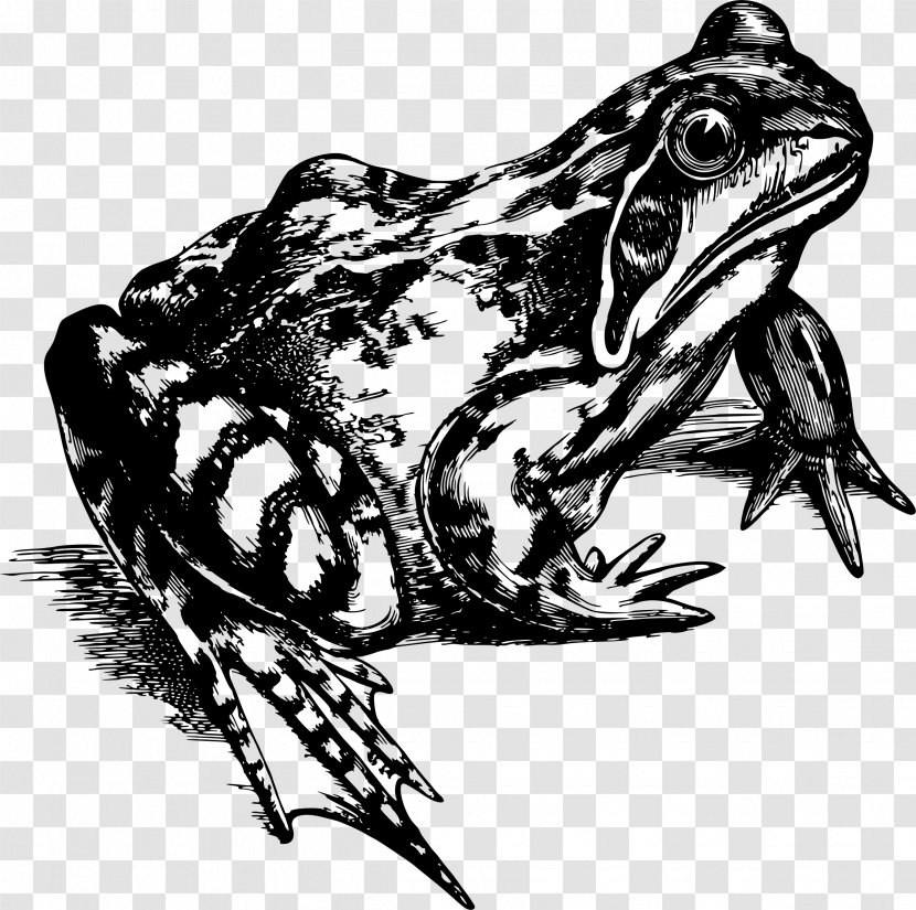 Common Frog Amphibians True Clip Art - Bearded Dragon Drawing Transparent PNG