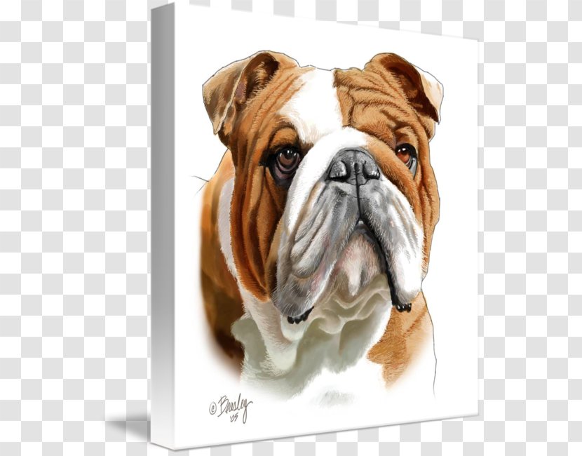 Dorset Olde Tyme Bulldogge English Toy Bulldog Valley Australian - Drawing Transparent PNG