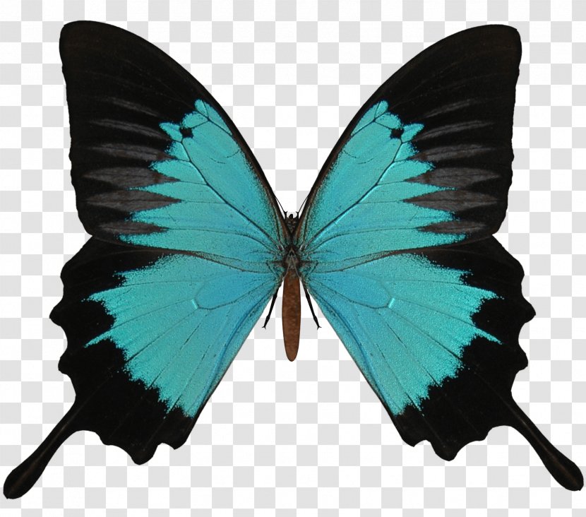 Butterfly Clip Art - Image Transparent PNG