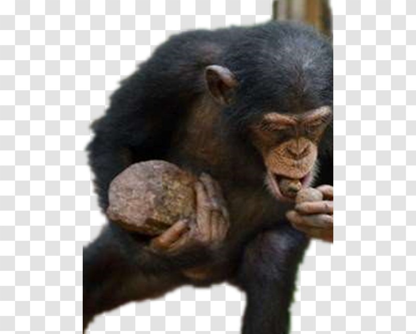 Common Chimpanzee Kibale National Park Western Gorilla Primate Monkey - Fur - Eating Transparent PNG