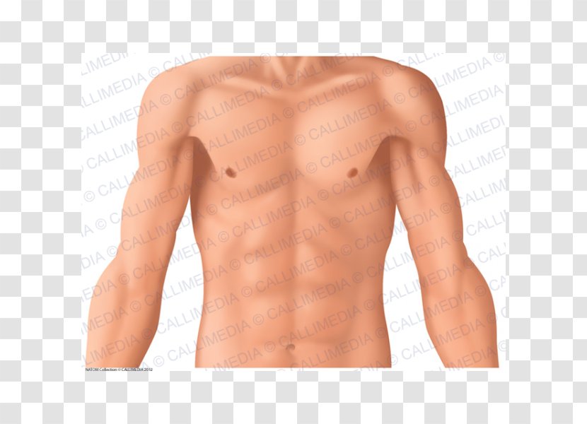 Anatomie Clinique: Thorax, Abdomen Coronal Plane Human Anatomy - Heart Transparent PNG