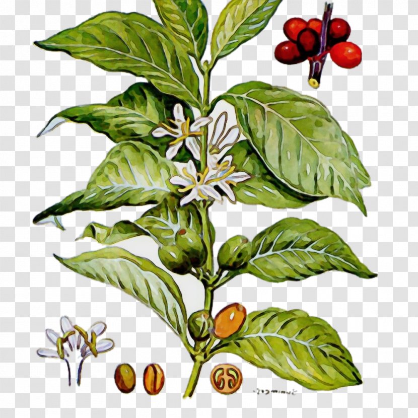 Plant Flower Leaf Herb Morinda - Nightshade Family Tabasco Pepper Transparent PNG