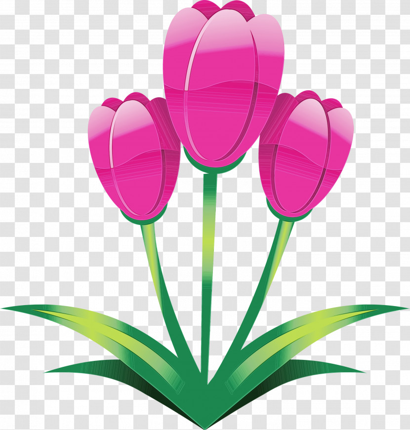 Tulip Flower Petal Pink Plant Transparent PNG