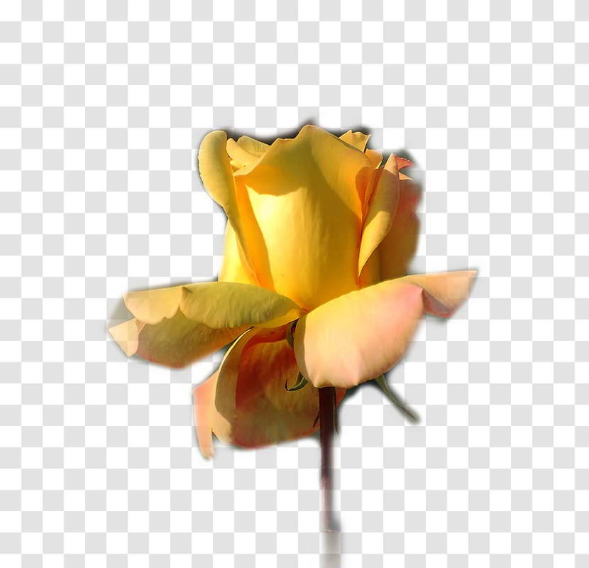 Garden Roses Yellow - Rgb Color Model - Ancient Woman Who Scatters Flowers Transparent PNG