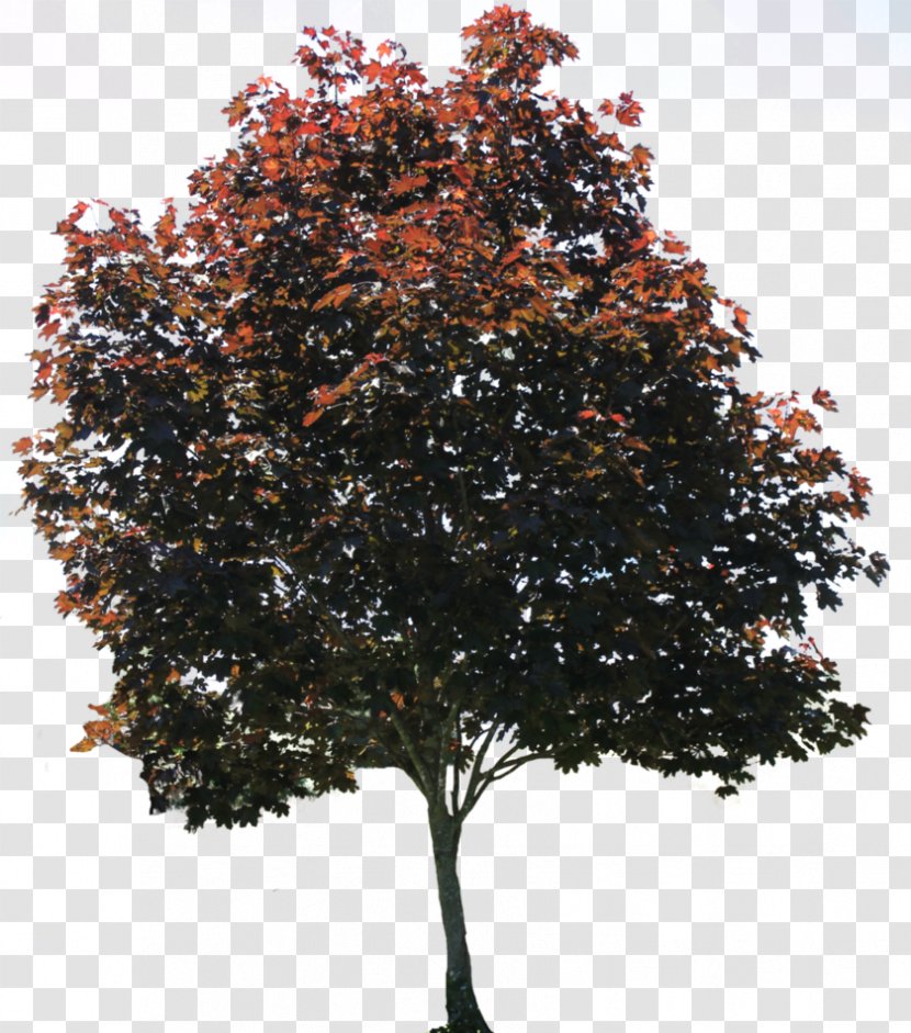 Tree American Sycamore Pixel - Branch - Browse And Download Pictures Transparent PNG