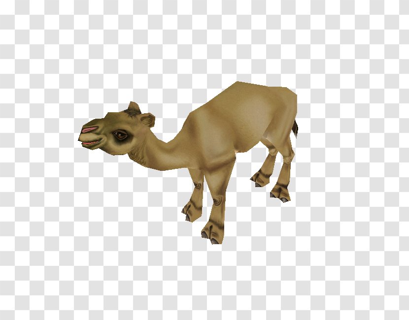 Dromedary Zoo Tycoon 2 Video Games - Computer - Animal Downloads Transparent PNG