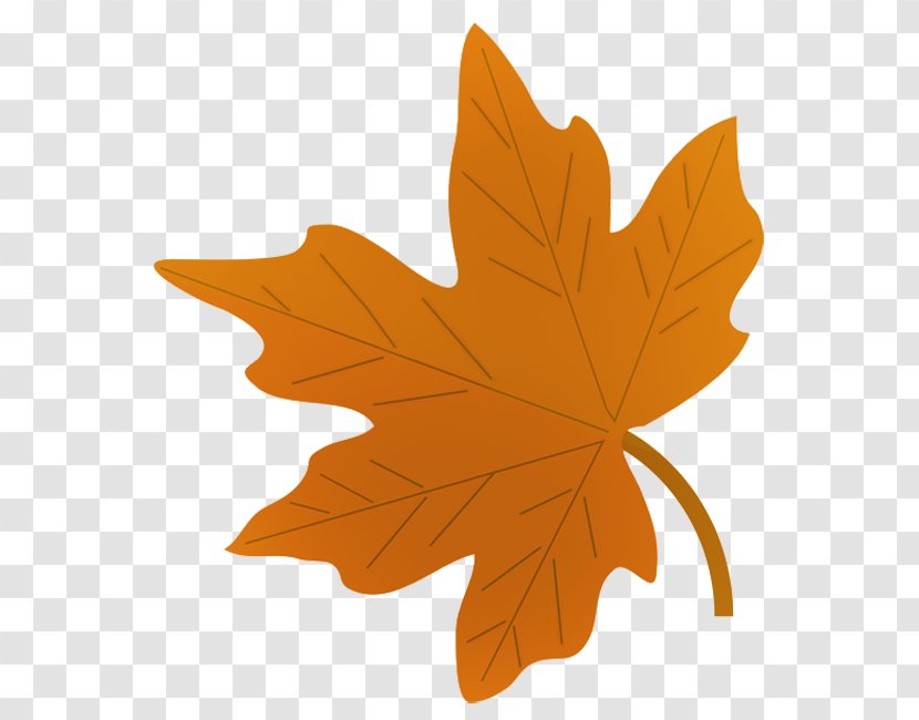 Drawing Autumn Leaf Color Maple Clip Art Transparent PNG