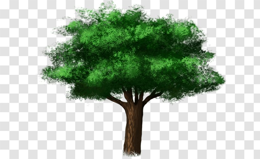 Branch Broad-leaved Tree Deciduous Oak - Wood Transparent PNG