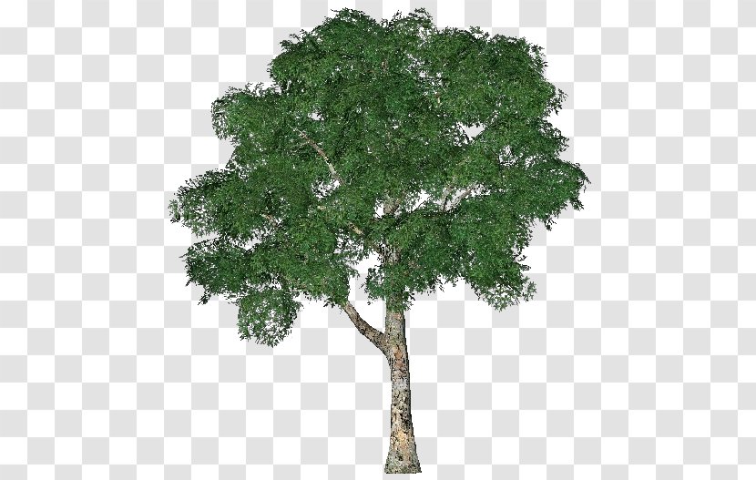 Tree 3D Computer Graphics Modeling Hawthorn - 3d - Plantain Transparent PNG