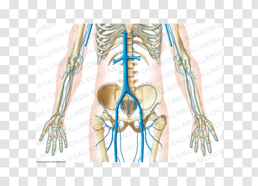 Finger Pelvis Vein Human Anatomy - Flower - Frame Transparent PNG