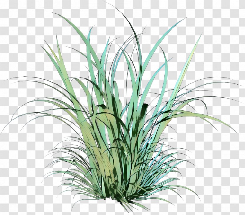 Drawing Of Family - Yucca - Perennial Plant Chrysopogon Zizanioides Transparent PNG