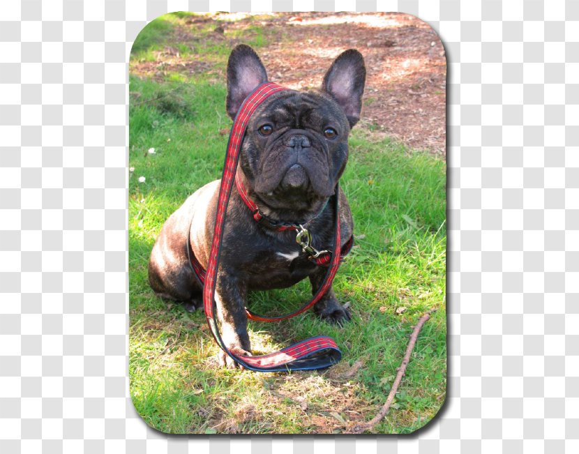 French Bulldog Dorset Olde Tyme Bulldogge Toy English - Fawn - Dog Eating Chicken Nuggets Transparent PNG