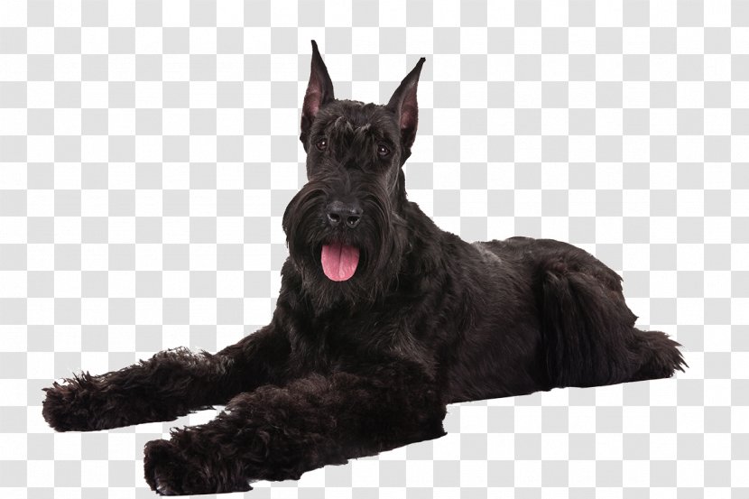 Miniature Schnauzer Scottish Terrier Giant Standard Great Dane - Dog Breed - Puppy Transparent PNG