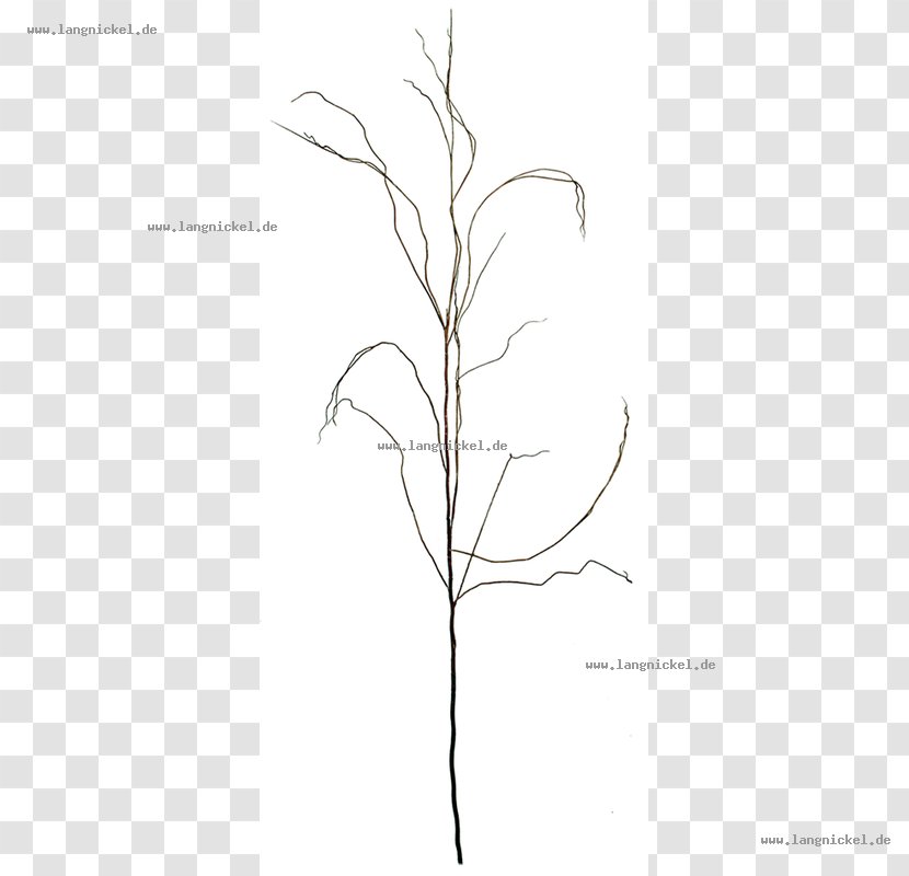 Grasses Drawing Plant Stem /m/02csf - Text - Design Transparent PNG