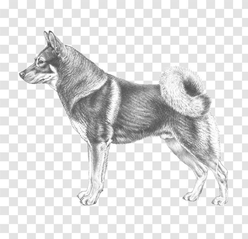 Dog Breed Norwegian Elkhound East Siberian Laika Shikoku Buhund - Icelandic Sheepdog Transparent PNG