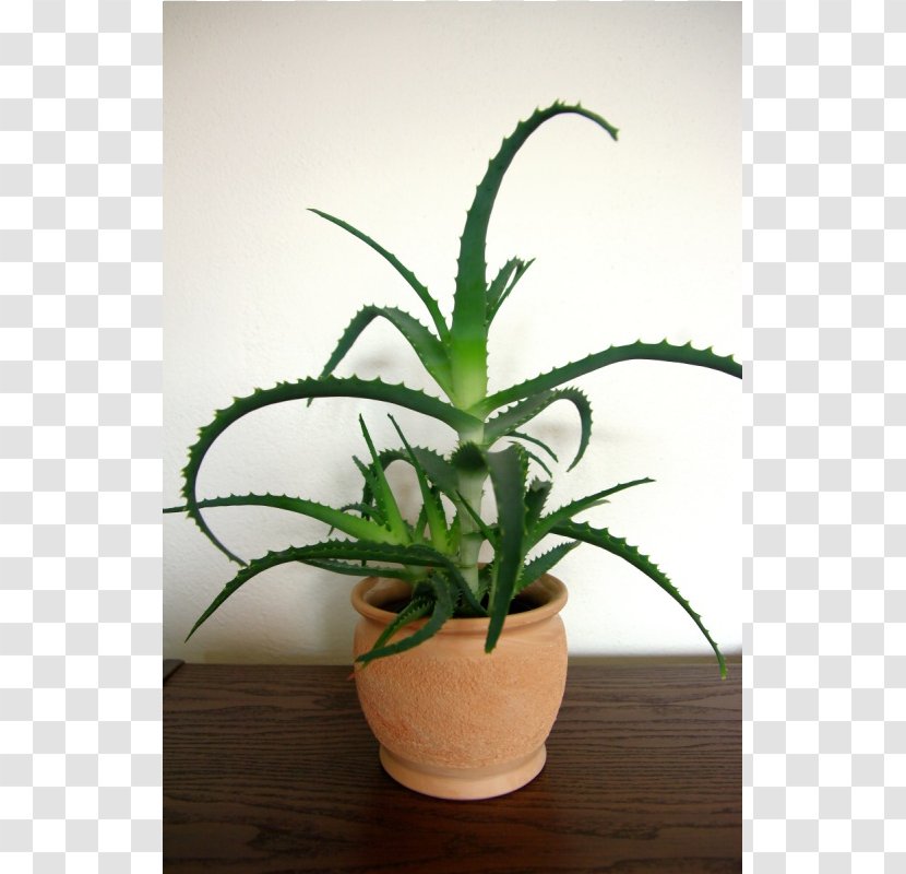 Candelabra Aloe Vera Plants Houseplant Succulent Plant - Dracaena Reflexa Var Angustifolia - Arborescens Transparent PNG