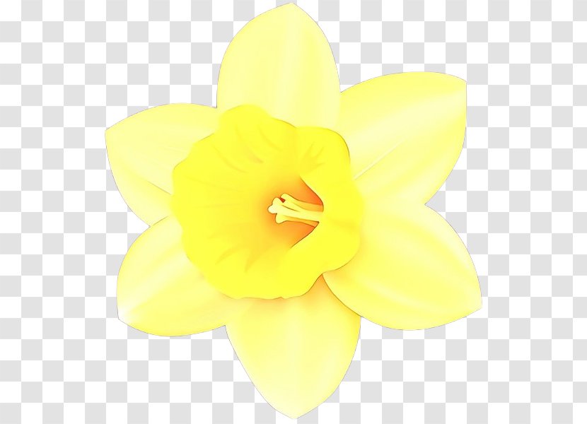 Yellow Flower - Petal - Wildflower Amaryllis Family Transparent PNG