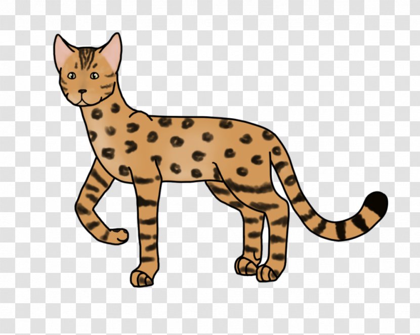 Wildcat Whiskers Cheetah Ocelot - Vertebrate - Cat Transparent PNG