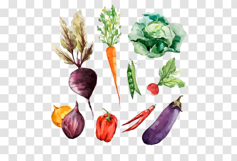 Root Vegetables Watercolor Painting Drawing - Vegetable Transparent PNG