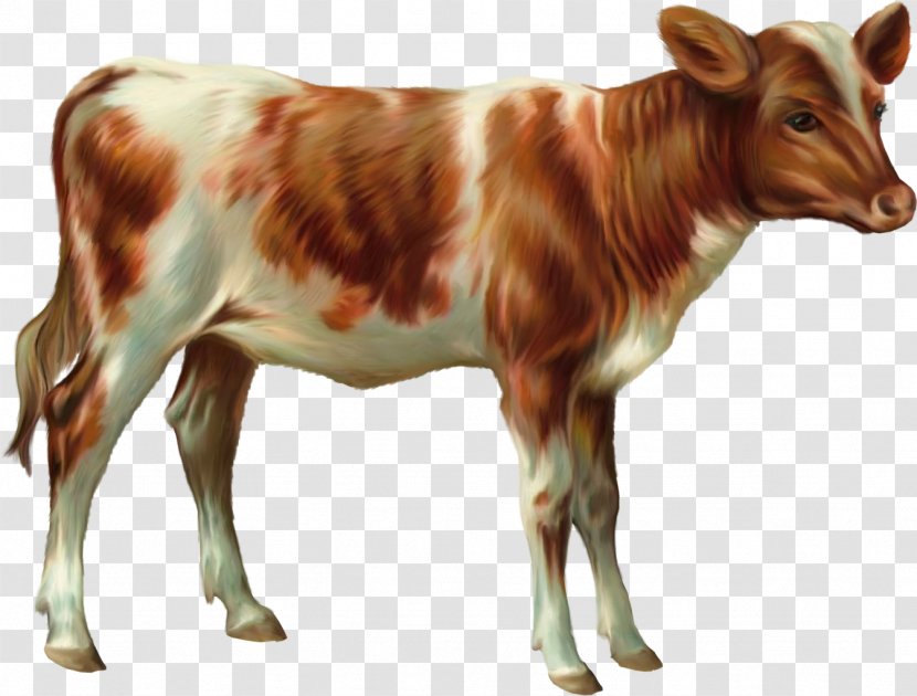 Cattle Calf Sheep Goat Ox - De Transparent PNG
