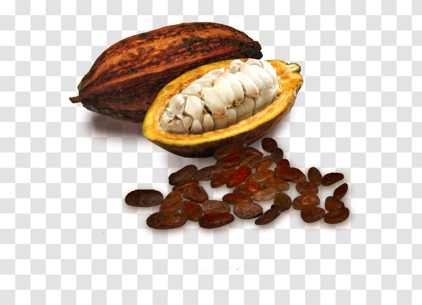 Cocoa Bean White Chocolate Theobroma Cacao Transparent PNG