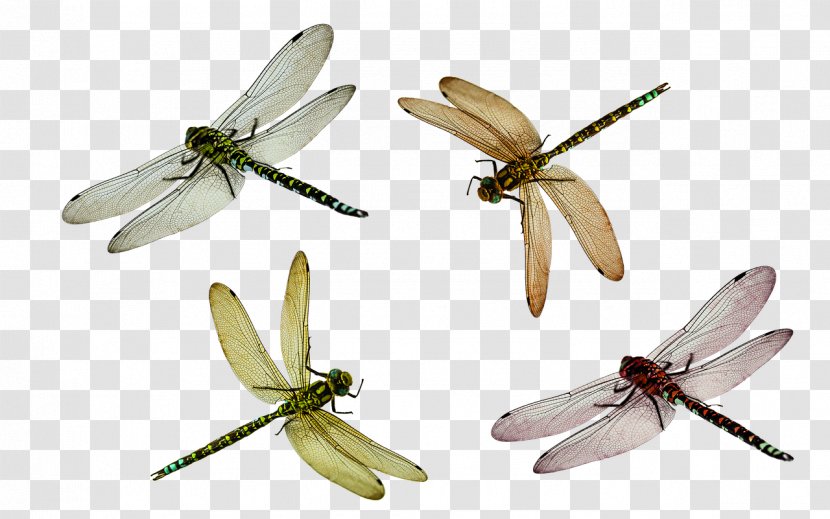 Dragonfly Insect Wing Damselfly - Moths And Butterflies Transparent PNG