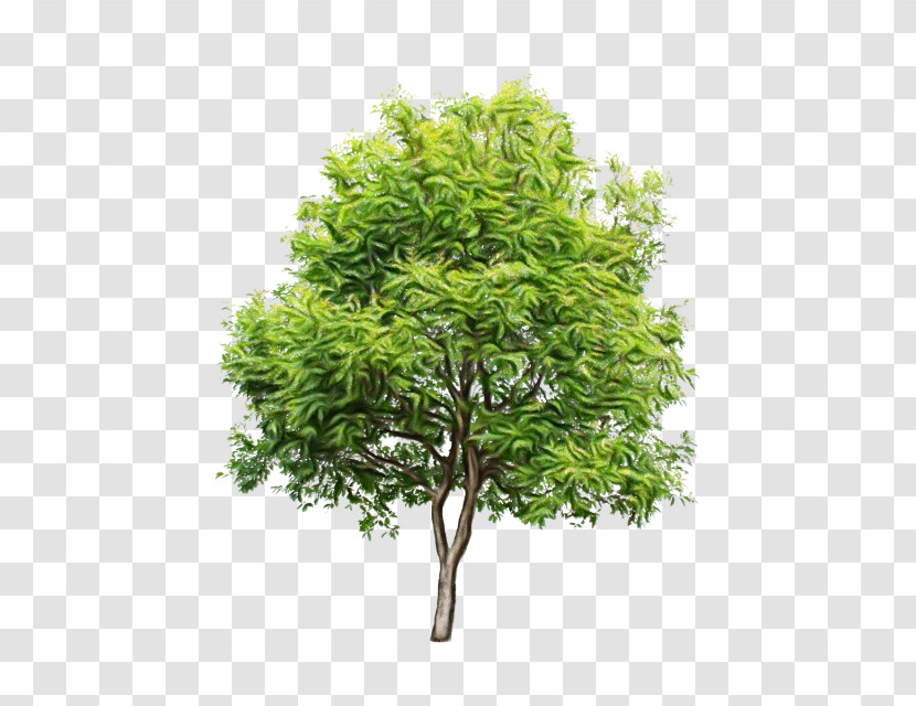 Tree Royalty-free Shrub Forest Transparent PNG