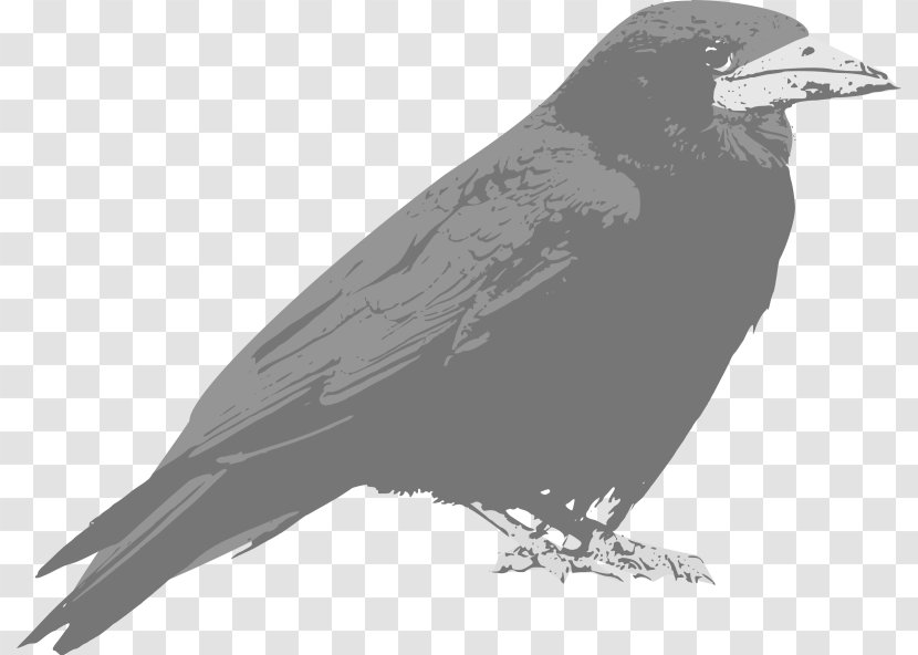 Common Raven Clip Art Openclipart Free Content Vector Graphics Transparent PNG