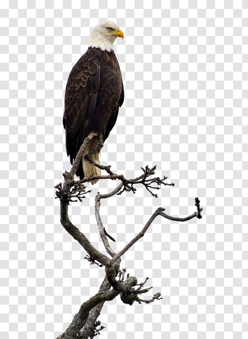 Bald Eagle Stock Photography - Bird Of Prey - Black Hawks Transparent PNG