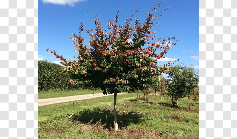 Oak Sugar Maple Tree Nursery Shrub - Deciduous Specimens Transparent PNG