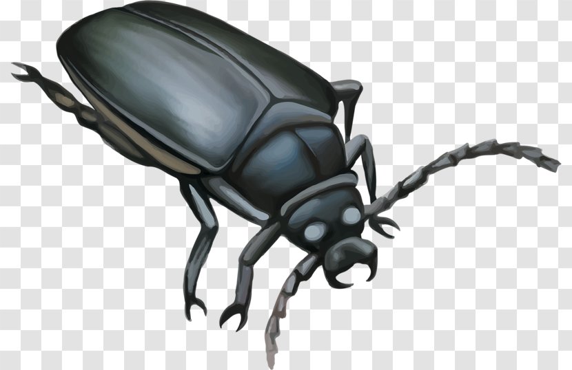 Darkling Beetle Mosquito Dung Illustration - Organism - Cartoon Insect Transparent PNG